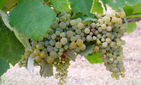 オーストラリア最古のワイン名産地！ハンターバレー・ワインテイスティング・ツアーby ジャックさんの楽しい日本語ツアー